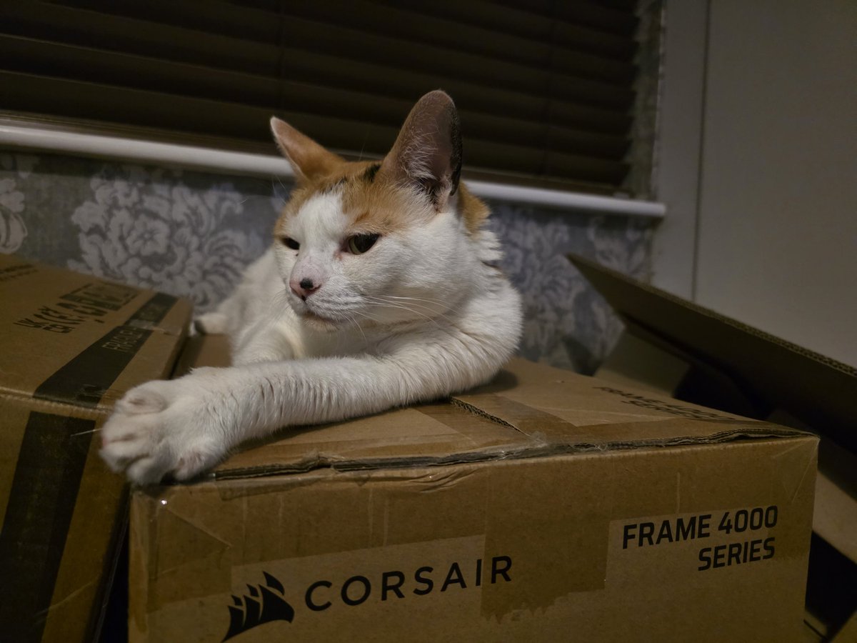 I knew that <a href="/CORSAIR/">CORSAIR</a> case box would come in handy. 

Lexi has secured a new bed 😅
