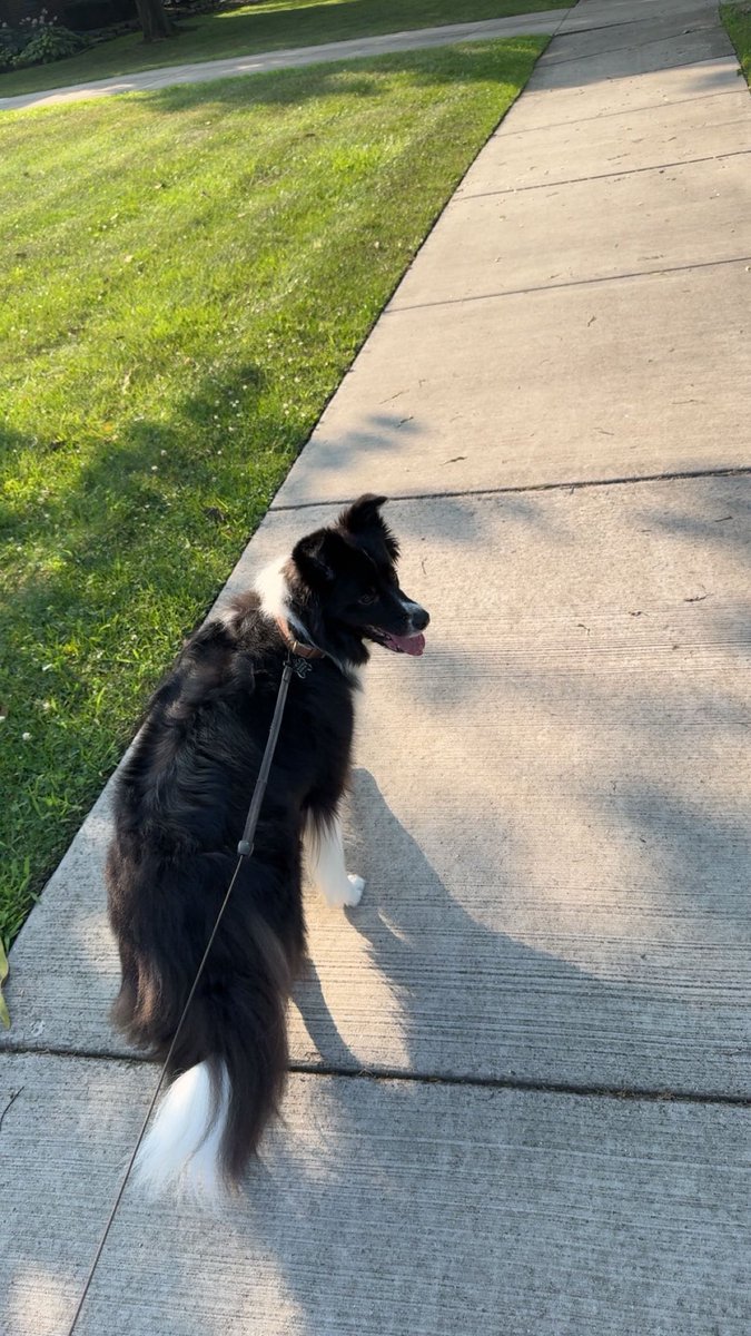 MidwstGnar's tweet image. facing my fear of running outside , trying to keep up with the pup .