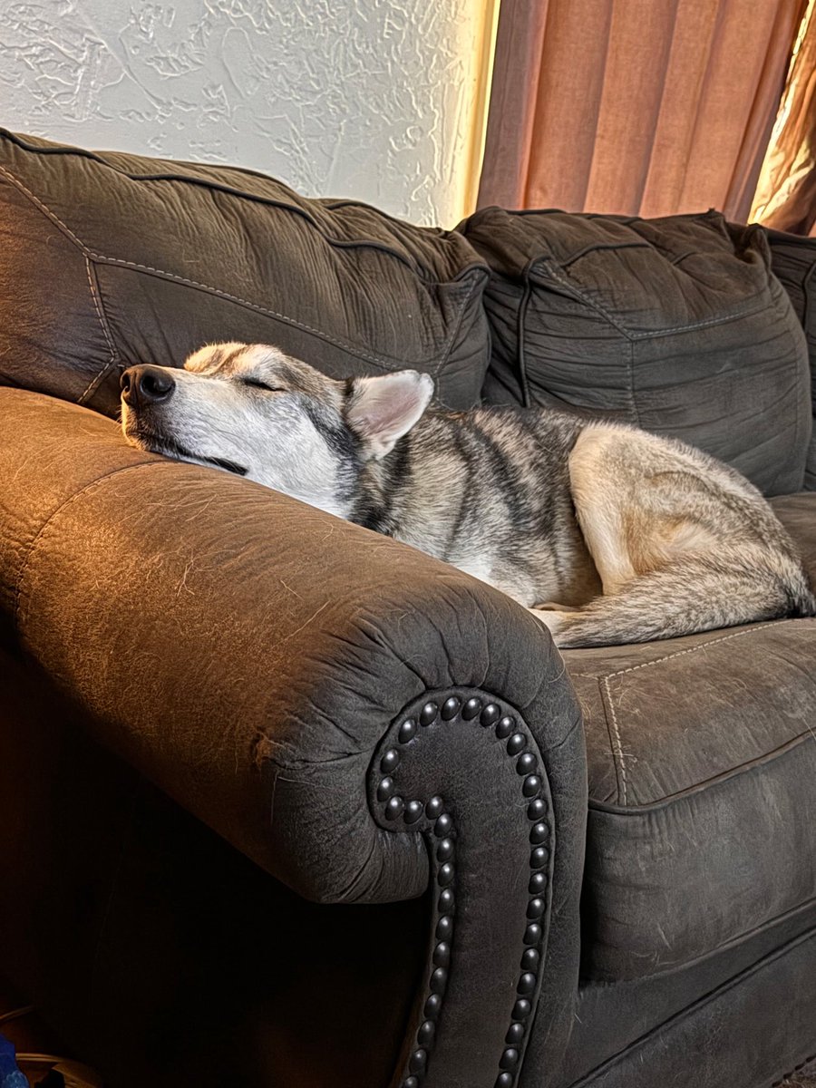 1 year and 2 days ago, My handsome fella <a href="/Grantavius1717/">Grantavius</a> saved Luna from a kill shelter on the day she was set to be put down. She is the best dog in the world. 
This is all because of a post from <a href="/ThePoliticalPom/">Pom</a>. Thanks, Pom. Luna's a great pupper. She has an amazing life.
