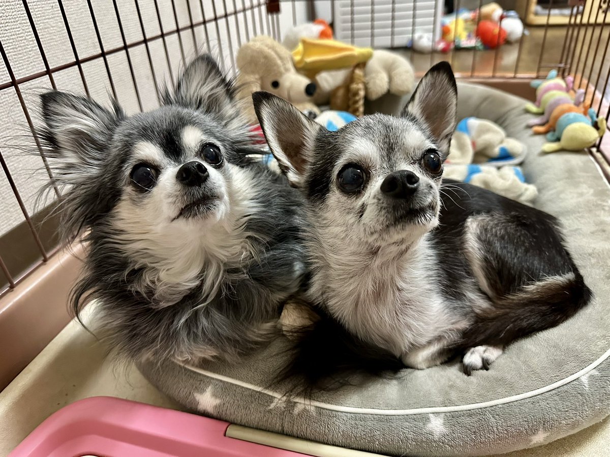 yuzu_chihuahua's tweet image. シンクロチワワ