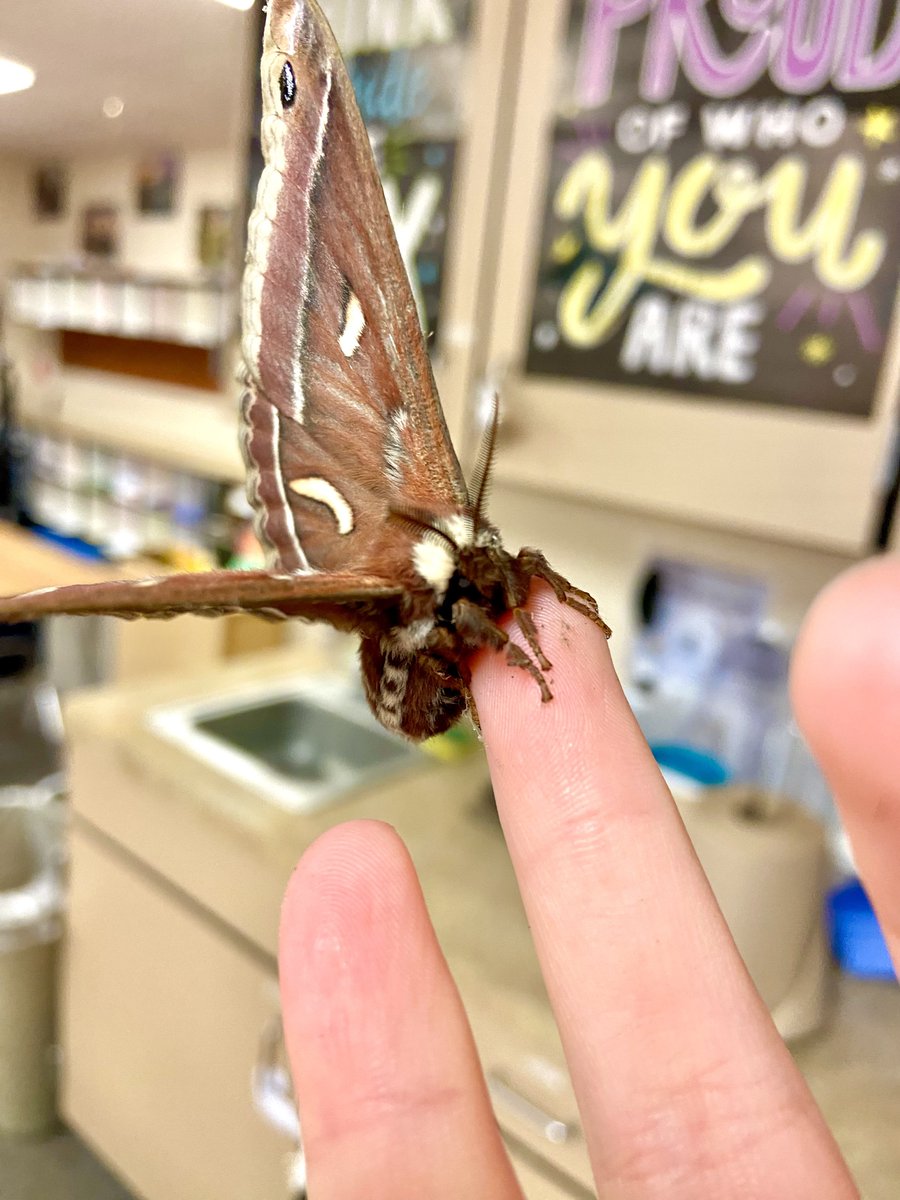swampsoil's tweet photo. hello bug people here r just a handful of my favorite guys that i’ve had the pleasure of meeting here in western washington !

golden jewel beetle, banded alder borer, cecropia, and giant water bug!! :-) https://t.co/kMTtQuuaHd