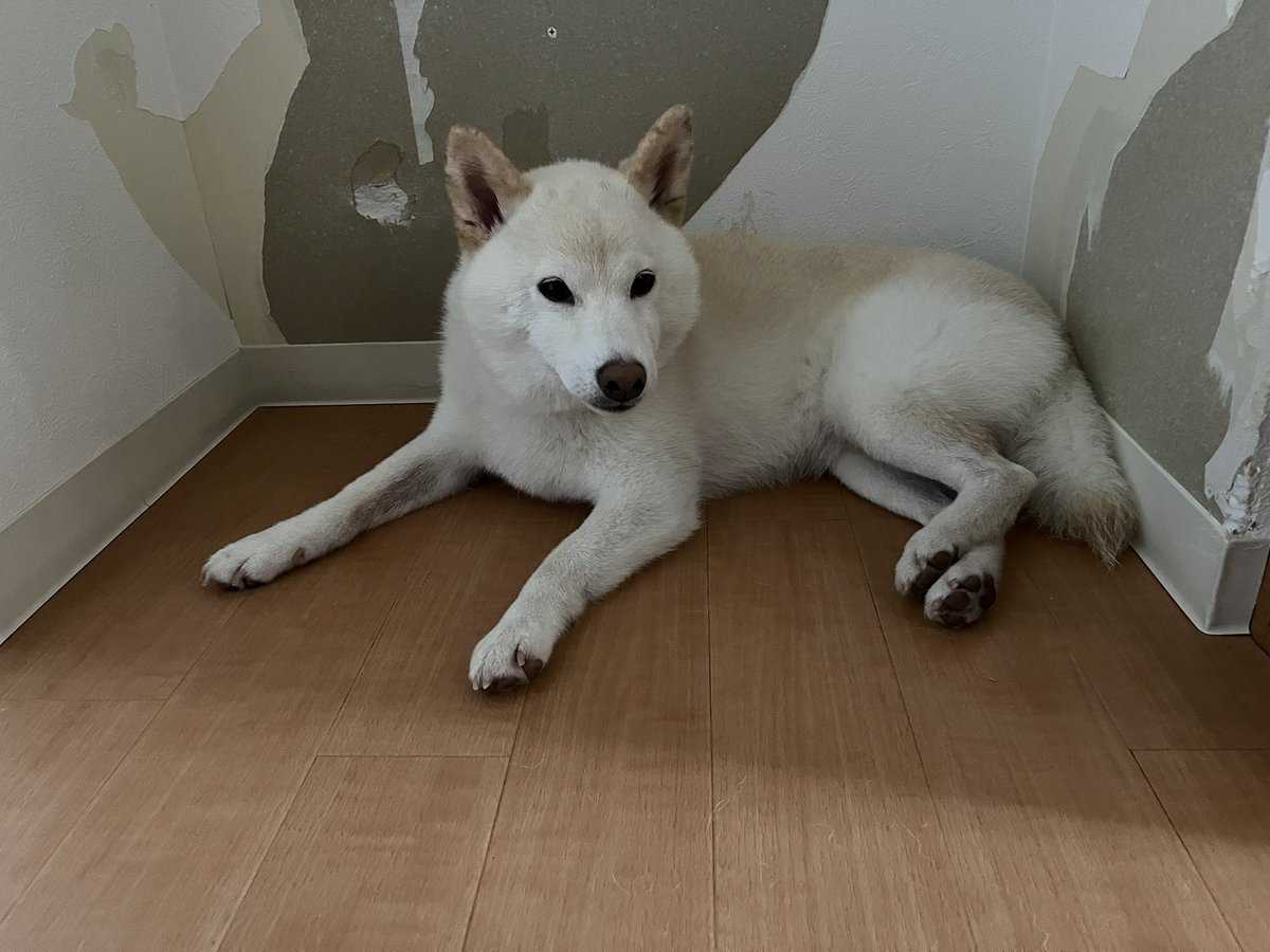 シロちゃん Siro Channel - YouTube