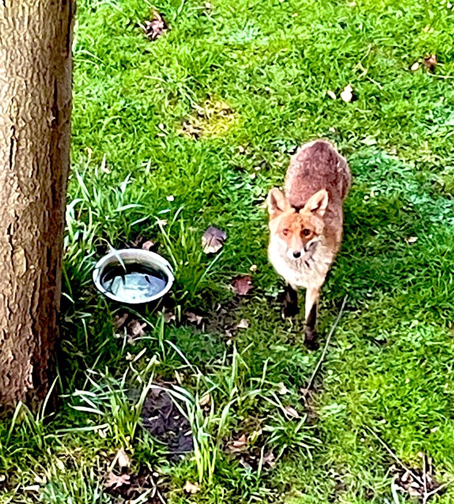 SafferTheGaffer's tweet image. What a relief to hear the thundering rain outside. There’s so many wild animals that will be raising their parched faces to the heavens tonight and drinking in the sweet rain🥵
#AnimalsCount ❤️