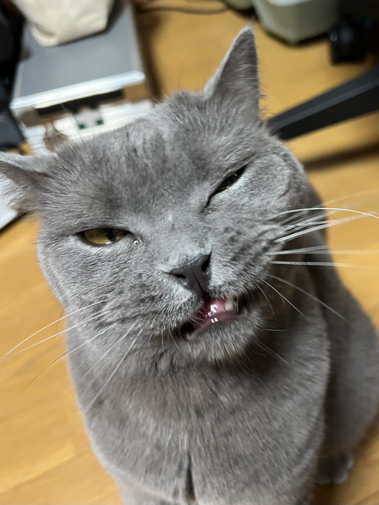 とある猫様せんよう コミック】猫様とゆとりある日々を | アニメイト