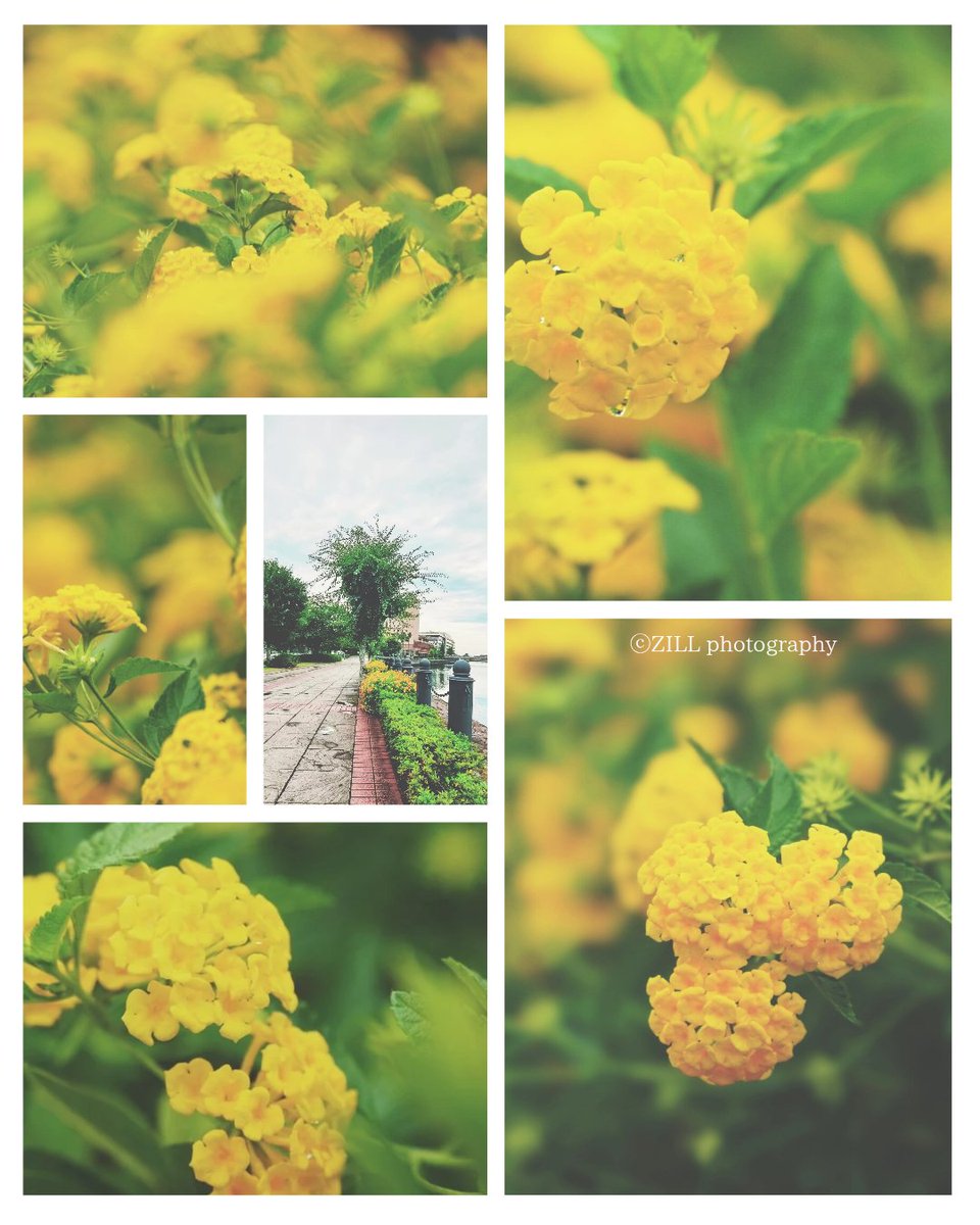 zillannie's tweet image. 💛𓂃𓈒𓏸︎︎︎︎おはよぅ🌱💛𓂃𓈒𓏸︎︎︎︎
🏠☔ 📗📚 …🥹
……😏……😌……😊……🏠📸🥰✨