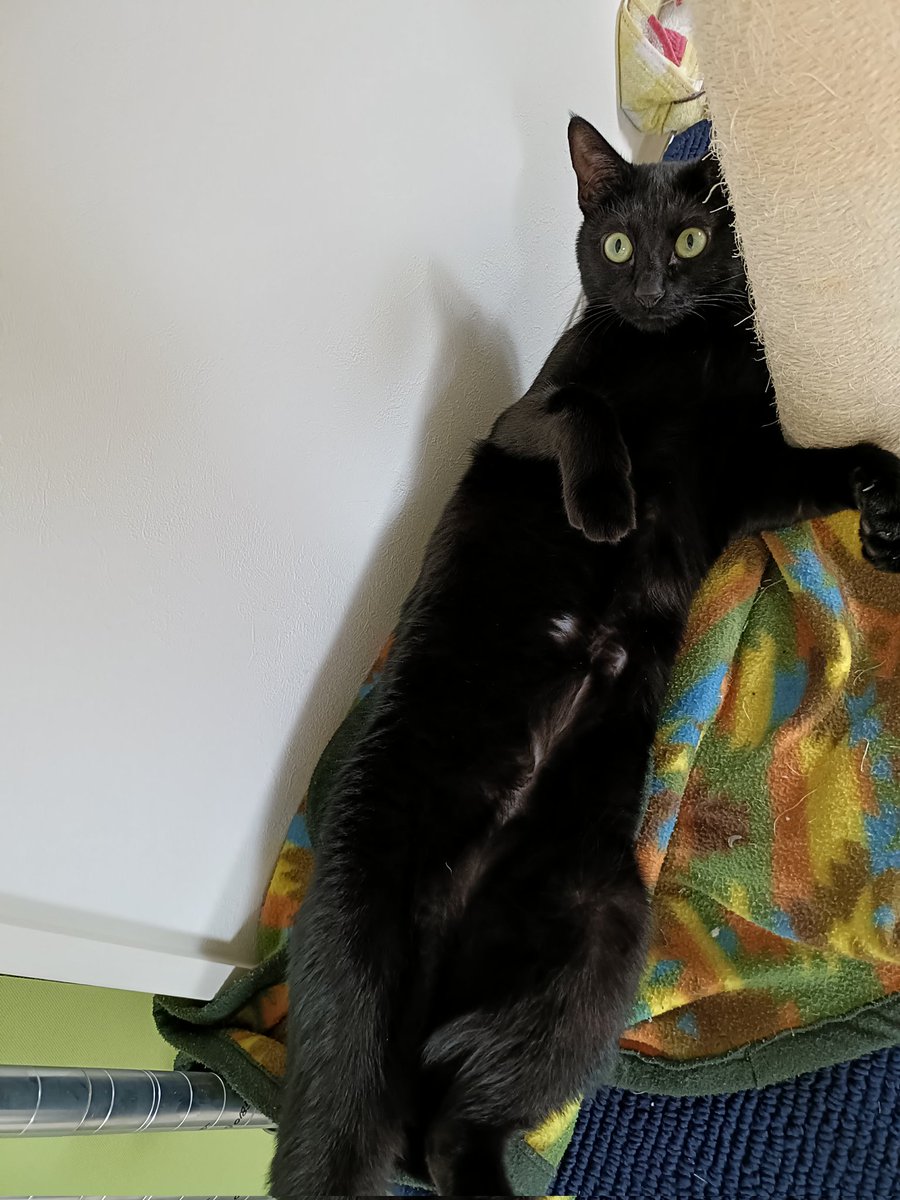 黒猫 ぽてと on X: 