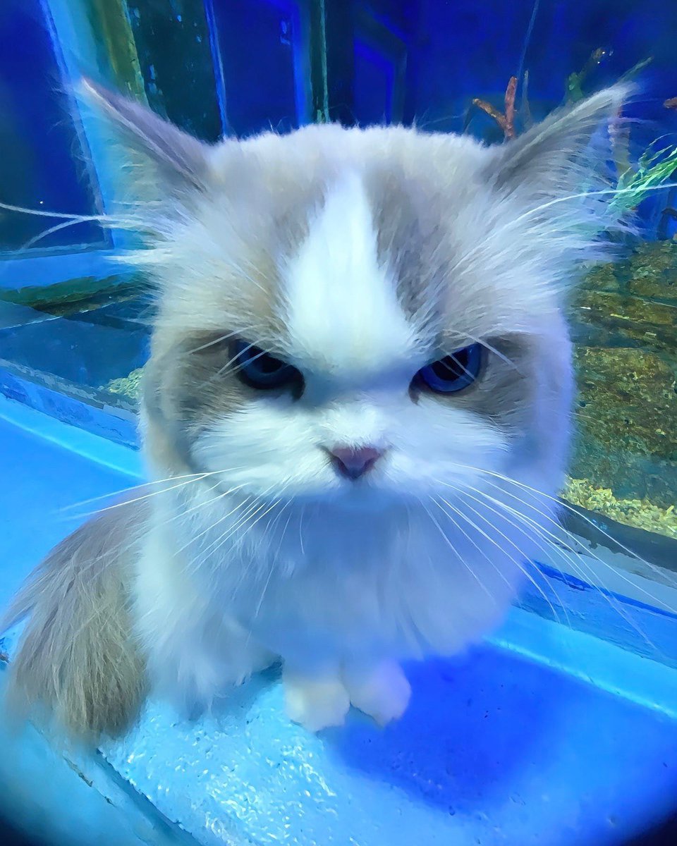 カメラロールこの並びなのかわいすぎる 
(^_  ̫ _^∩)

んぁ、おはよ。