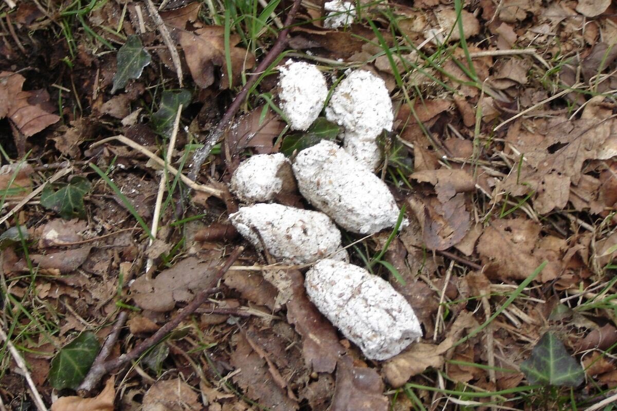 откуда на улицах бралось белое говно, и куда оно исчезло?!