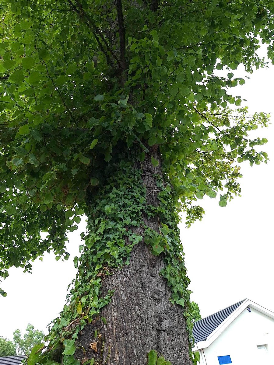 LeeVanBee's tweet image. Here's a photograph of a tree that I took today especially for #thicktrunktuesday
#tree #trees #Woodland #TwitterNatureCommunity #naturephotography #photooftheday #ThePhotoHour #PhotographyLovers #photography #Treetime #TreeClub #TreePeople