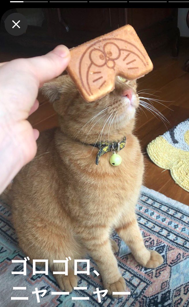 茶々丸 (@chachamaru06192) / Posts / X