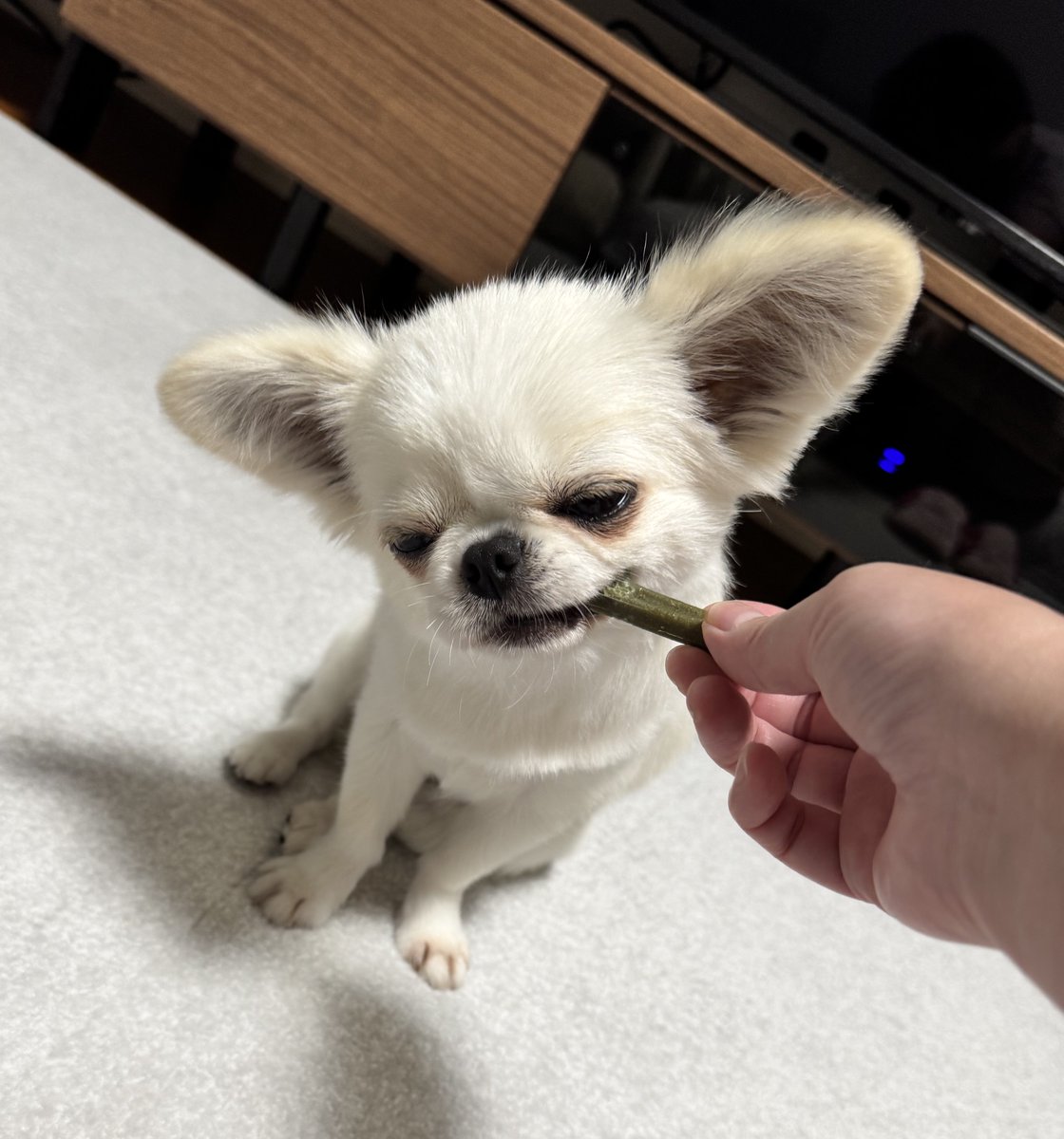 犬好き 犬好きと繋がりたい - Search / X