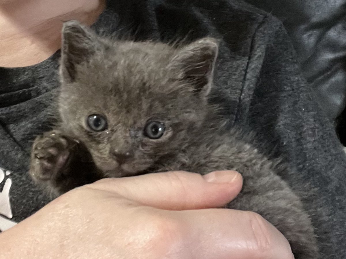 Crewsn_'s tweet image. Everyone meet Ash🥹