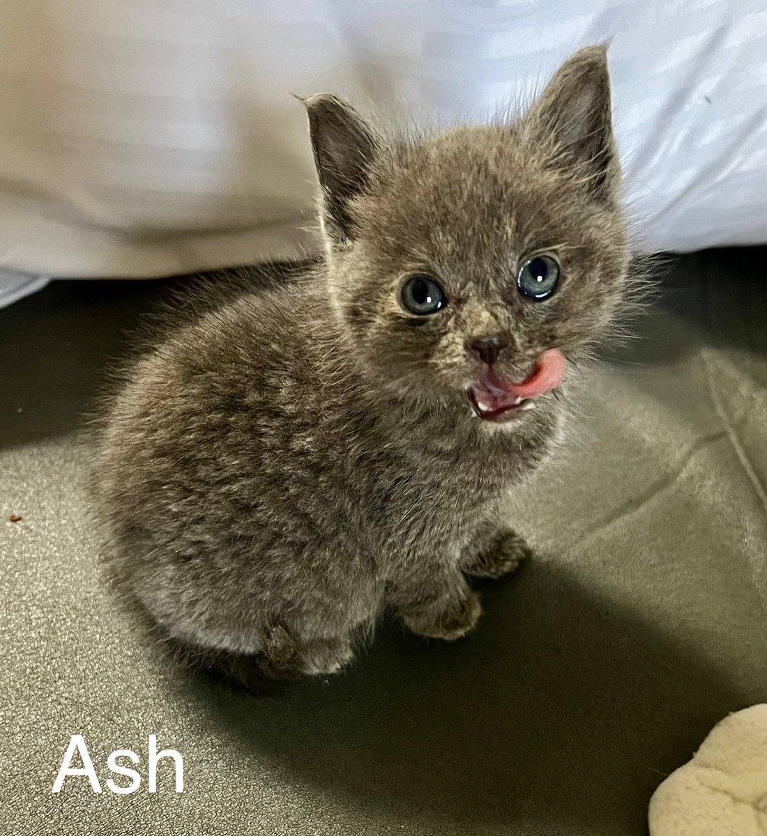 Crewsn_'s tweet image. Everyone meet Ash🥹