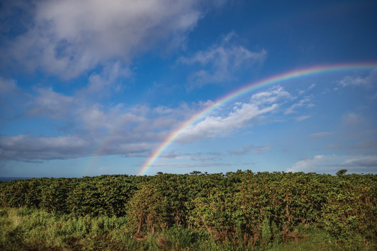 Aloha! 今日は虹の日🌈ということで、見るとハッピーになれそうな