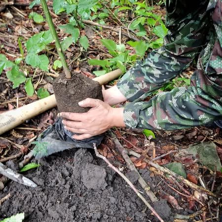 RiesgosCundi's tweet image. 🌱En #Chocontá, #Cucunubá y #Gachalá hemos sembrado 900 árboles nativos de Arrayán, Jazmín, Saucos y otras especies, fortaleciendo ecosistemas y conciencia comunitaria ante incendios de cobertura vegetal. 
#DíaDeCundinamarca #16DeJulio @CundinamarcaGob @JorgeEmilioRey @nagodi