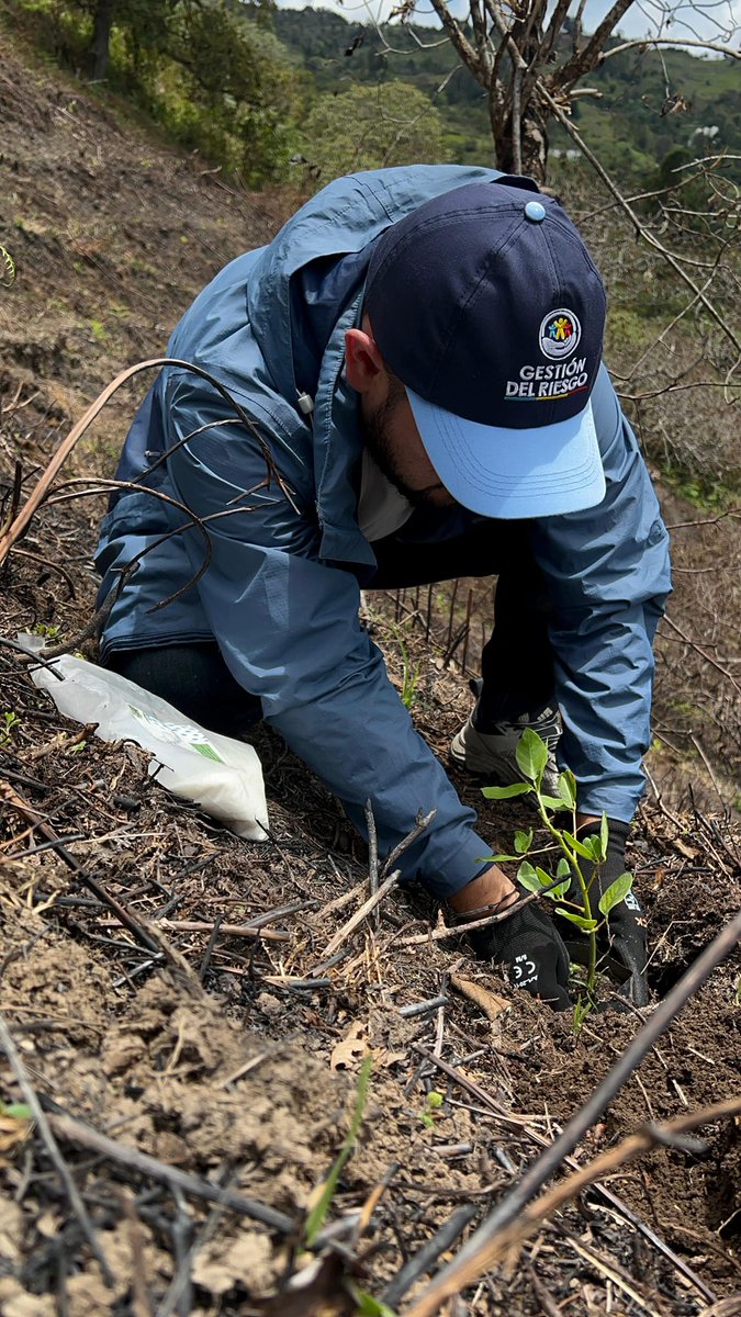 RiesgosCundi's tweet image. 🌱En #Chocontá, #Cucunubá y #Gachalá hemos sembrado 900 árboles nativos de Arrayán, Jazmín, Saucos y otras especies, fortaleciendo ecosistemas y conciencia comunitaria ante incendios de cobertura vegetal. 
#DíaDeCundinamarca #16DeJulio @CundinamarcaGob @JorgeEmilioRey @nagodi