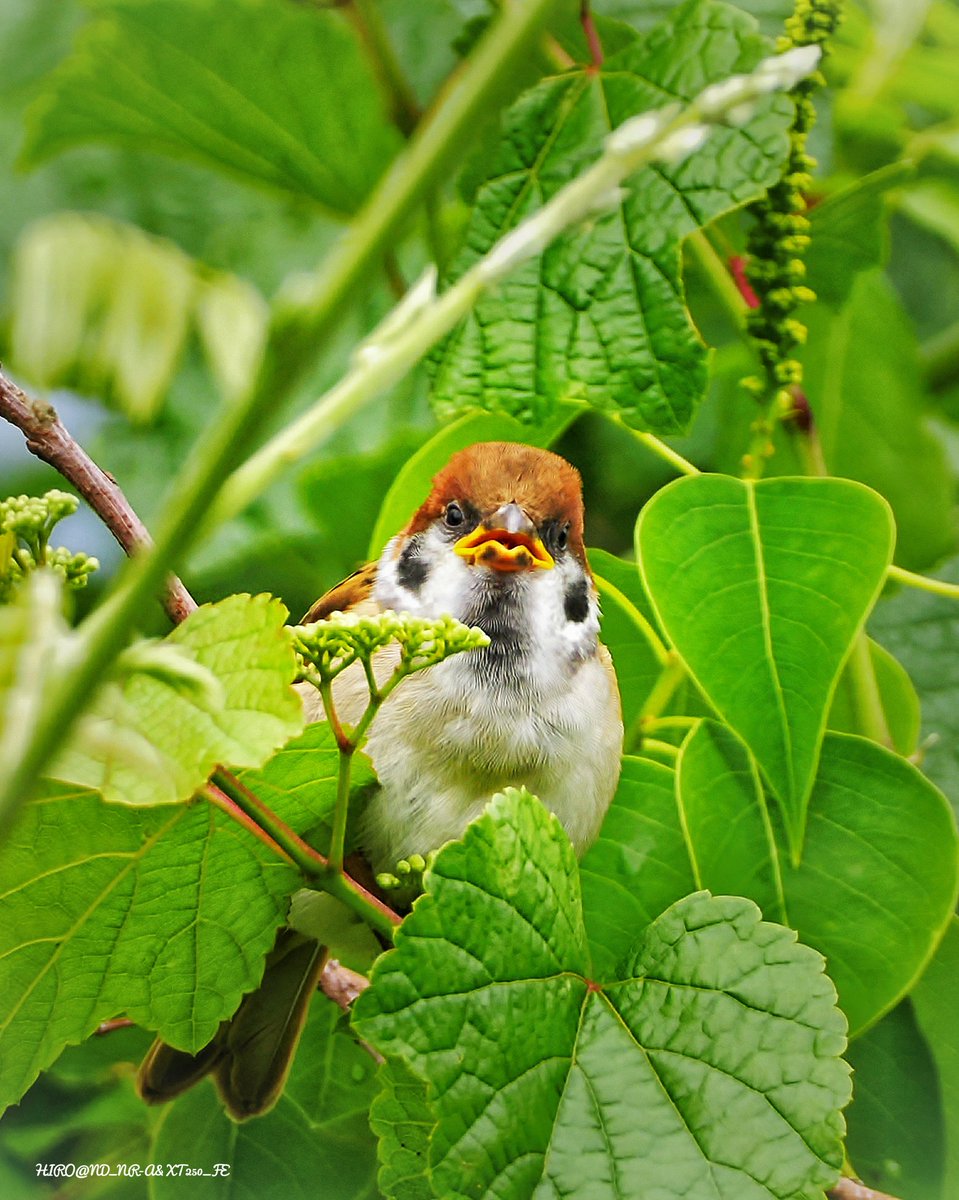 HIRO_JO3WGV's tweet photo. 2025.06.15.Sun.☁ 🚗 
近所の丘陵公園 ⛲ 📷✨ 
#雀 #すずめ #スズメの幼鳥  
#sparrow #passermontanus 
#omsystemom1 #om1markii  
#olympus #mzuiko300mmf4 📸 
#om_photo #om野鳥写真 🐦📷✨ 
#om写真投稿 #野鳥写真 #野鳥撮影 
#マイクロフォーサーズで撮る世界  https://t.co/Q8HkRBCt0A https://t.co/dH8jKmFabr