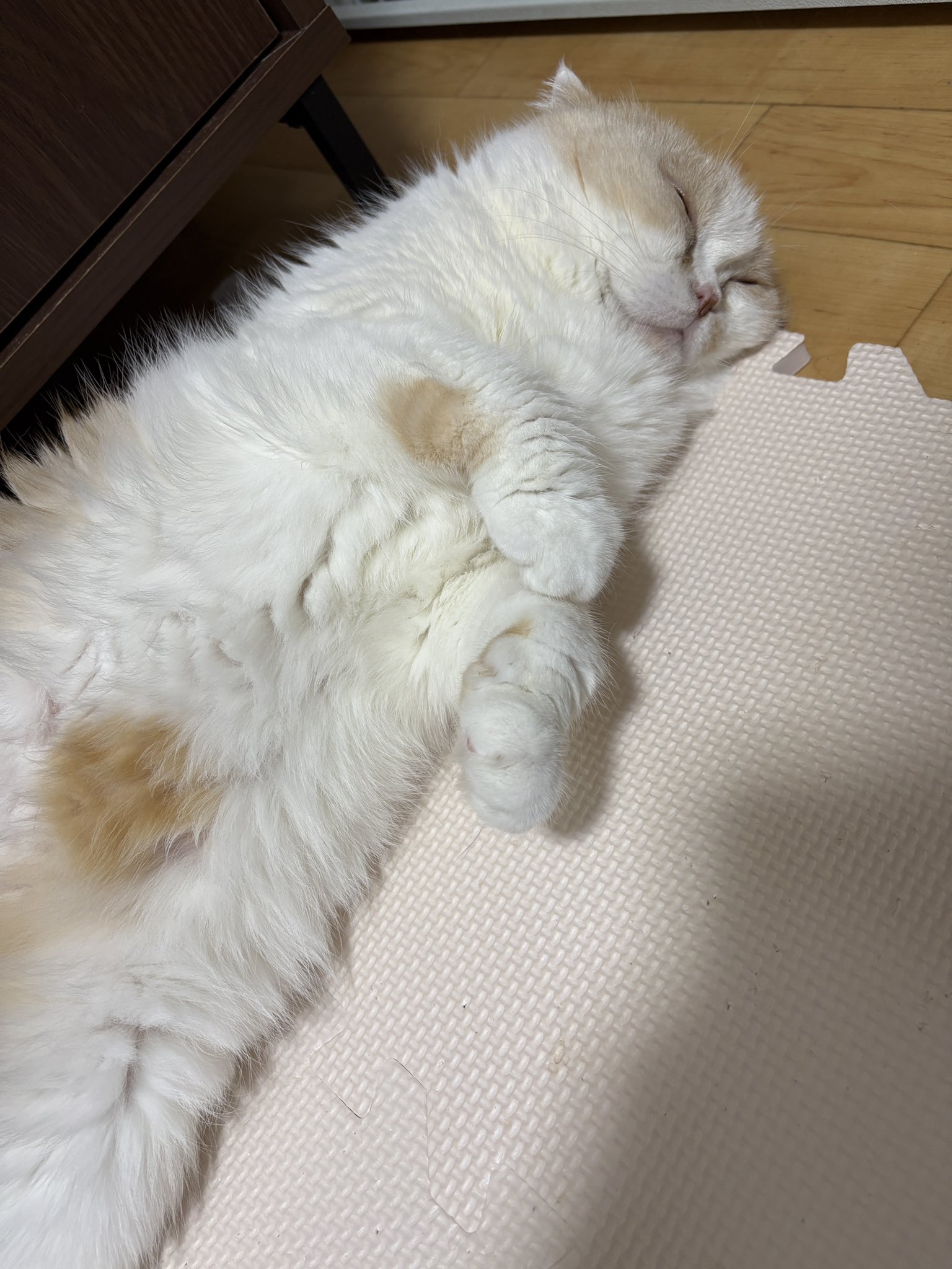 nyanco! with 保護猫 ❤️ Lingo (@nyanco696) / X