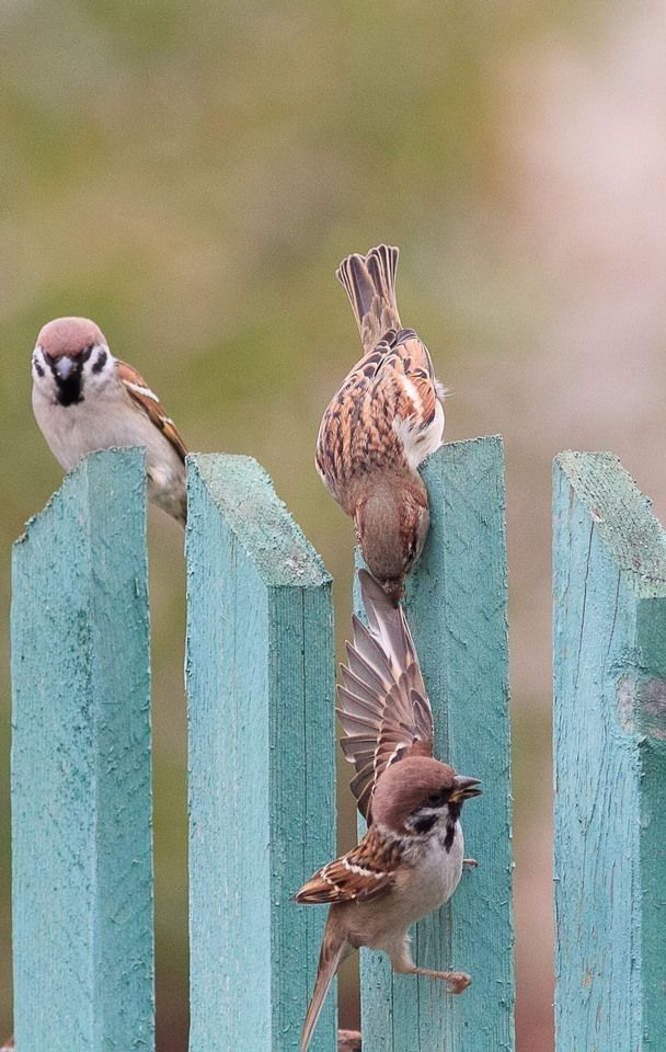 Let's help each other!  💕
Happy Wednesday dear all 🩵