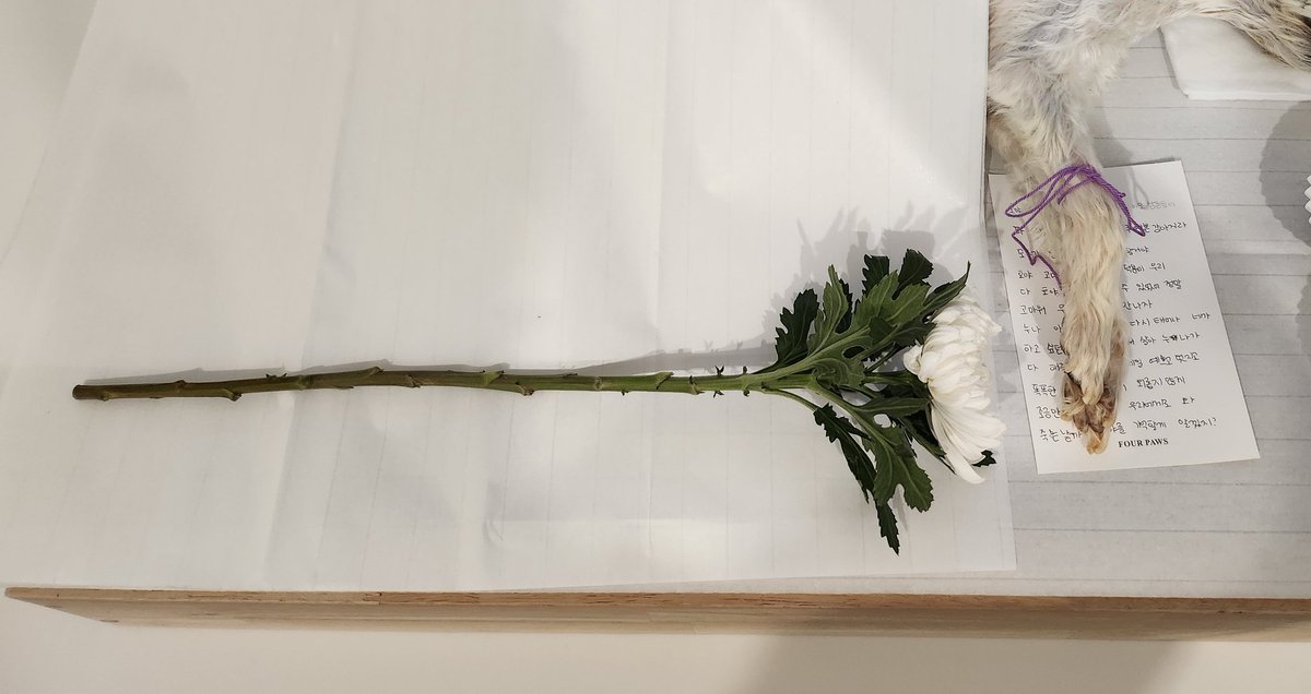 안녕하세요 오늘 너무나 소중한 가족을 보내고 왔습니다 혹시나 이글을 보게 되신다면 혹은 종교가 있으신 분들은 우리 아이를 위해 기도 한번 부탁드립니다