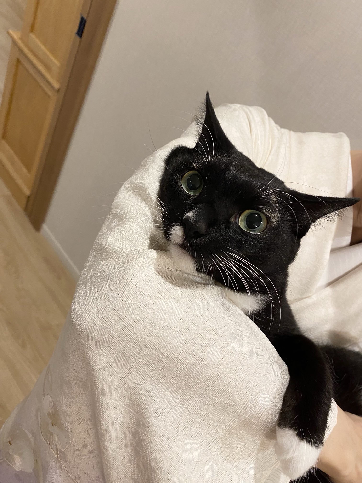 藤 あや子🐾 on X: 