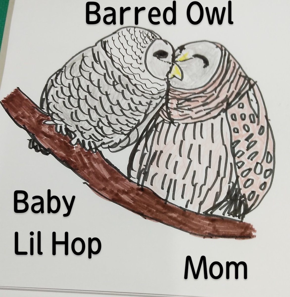 o420321's tweet image. アメリカフクロウの赤ちゃんリルホップは赤ちゃんの内に成長が止まってしまう病気でリハビリの甲斐なく、お空に旅立ってしまった。リルホップはママから沢山の愛を貰って旅立ちました😭Heatherが現地で追悼式を行いました。
#theeowlqueen
#barredowlbaby
#アメリカフクロウ