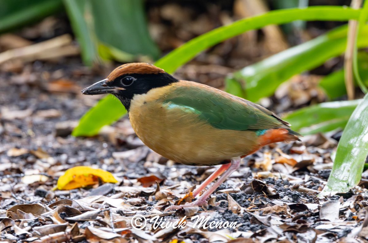 vivek4wild's tweet image. Nothing Noisy about the Noisy Pitta in non breeding season. This one found walking about in the Botanical Gardens at #Brisbane was entirely quiet going about its morning constitutional walks with a scholarly attitude to the earth and the worms it contains.