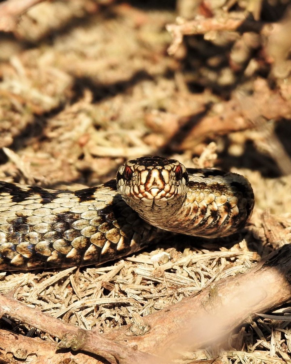 South Downs National Park (@sdnpa) on Twitter photo It's World Snake Day!
The adder is Britain's only venomous species of snake, acting as both predator and prey.
Their presence is a sign of good ecosystem health, making them an indicator species.
📷 <a href="/Sussex_Sara/">Sara Humphrey</a>
#SouthDowns #WorldSnakeDay It's World Snake Day!
The adder is Britain's only venomous species of snake, acting as both predator and prey.
Their presence is a sign of good ecosystem health, making them an indicator species.
📷 <a href="/Sussex_Sara/">Sara Humphrey</a>
#SouthDowns #WorldSnakeDay