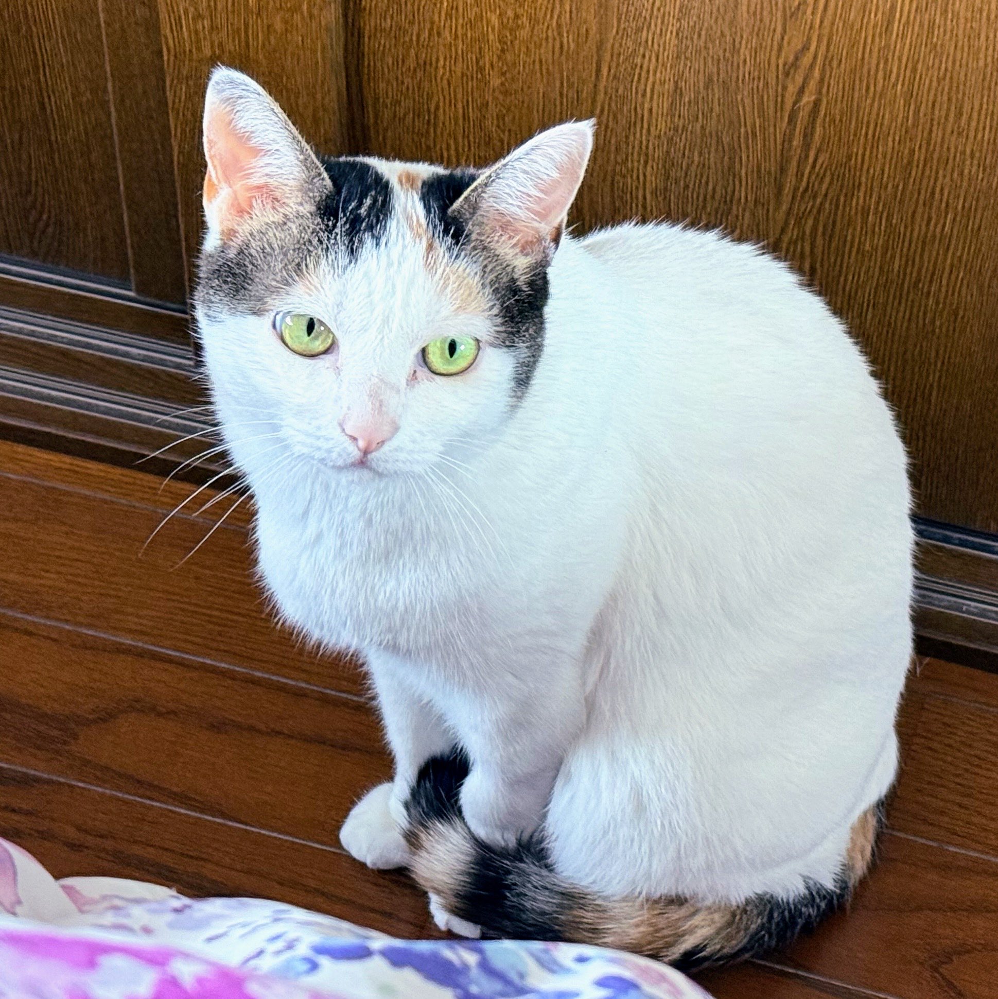 日光ハチワレ☀️親子猫ミューズ詩音つくし on X: 