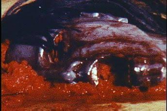 Show Me Something Wrong Podcast tweet media