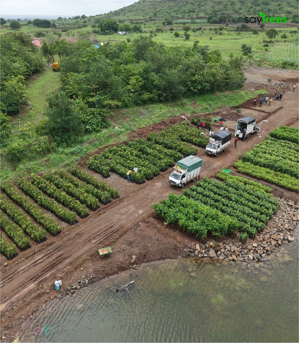 kapil_saytrees's tweet image. This year, @saytrees_ind is planting an incredible 2.5 million #fruit saplings alongside dedicated farmers across #Maharashtra. These farmers aren’t just participants — they are our partners on a shared mission. Together, we will collaborate, learn, and nurture these young…