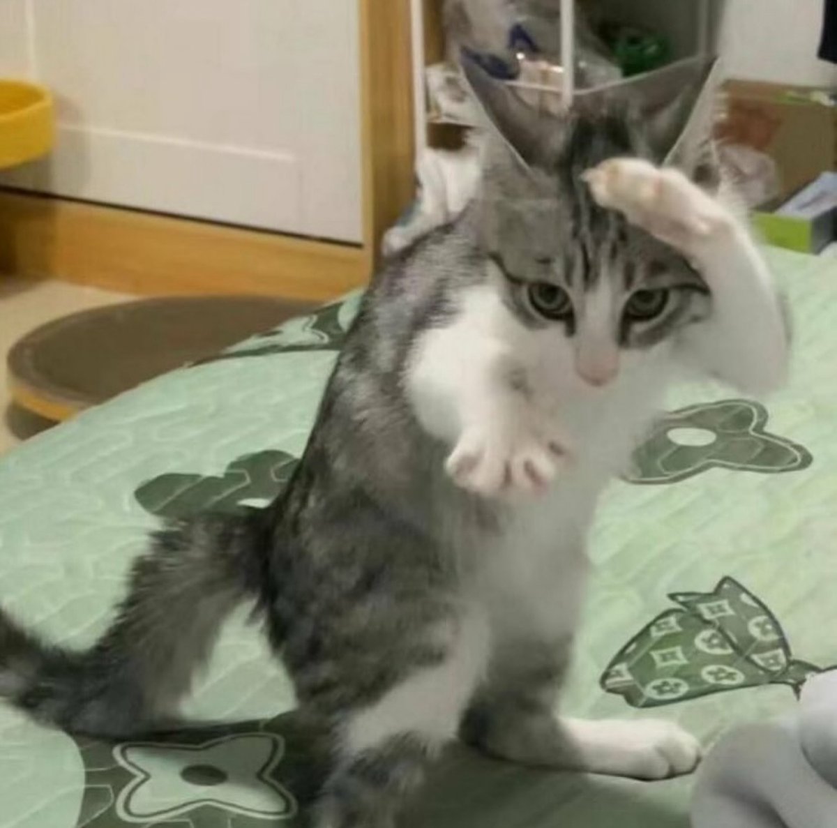 Punch Cat (@punchingcat) on Twitter photo 