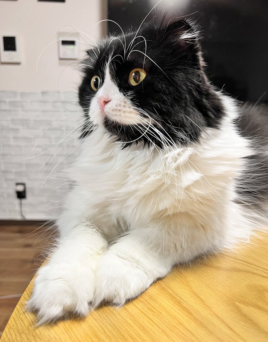 明日ししゃもが手術することになりました。

ししゃもの血液型はB型で、猫はほとんどがA型なため、万が一何かあった時輸血ができません。

もし、本当にもし、Ｂ型の猫ちゃん飼っていて助けてくれる方がいらっしゃいましたらDMお願いします🙇‍♀️

病院は埼玉県所沢の病院で手術予定です。