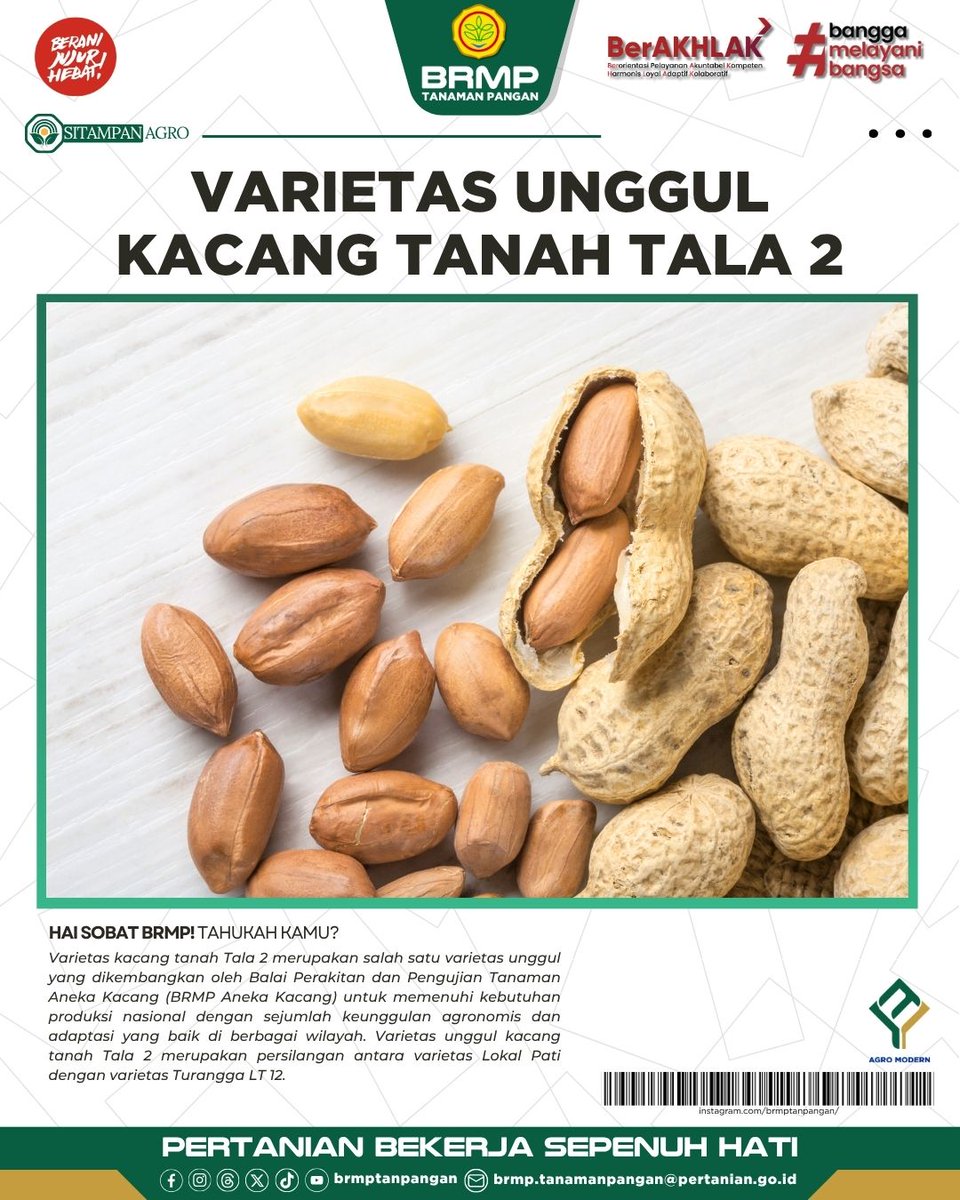 brmptanpangan's tweet photo. Hai Sobat BRMP, Tahukah kamu?
Varietas kacang tanah Tala 2 merupakan salah satu varietas unggul yang dikembangkan oleh Balai Perakitan dan Pengujian BRMP Aneka Kacang untuk memenuhi kebutuhan produksi nasional.
Yuk, simak infografis berikut!
#AgroModern #BRMP #BRMPTP https://t.co/uF1HFD2EQv