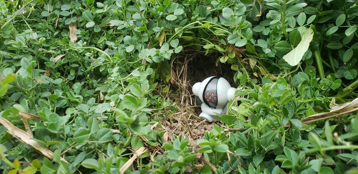 おさんぽレジスチル (@e7wkxfi6jatbrql) on Twitter photo 