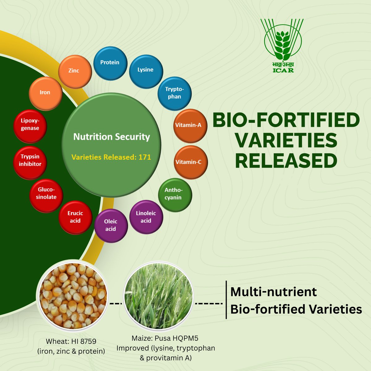 KVK, ICAR-CIAE, Bhopal (@kvk_ciaebhopal) on Twitter photo A total of 171 biofortified crop varieties have been released, rich in essential nutrients like iron, zinc & vitamin A. #OneICAR <a href="/PMOIndia/">PMO India</a> <a href="/ChouhanShivraj/">Shivraj Singh Chouhan</a> <a href="/mpbhagirathbjp/">Bhagirath Choudhary</a> <a href="/RNK_Thakur/">Ram Nath Thakur</a> <a href="/PIB_India/">PIB India</a> <a href="/AgriGoI/">Agriculture INDIA</a> <a href="/mygovindia/">MyGovIndia</a> <a href="/ICAR_CIAE/">ICAR-Central Institute of Agricultural Engineering</a> A total of 171 biofortified crop varieties have been released, rich in essential nutrients like iron, zinc & vitamin A. #OneICAR <a href="/PMOIndia/">PMO India</a> <a href="/ChouhanShivraj/">Shivraj Singh Chouhan</a> <a href="/mpbhagirathbjp/">Bhagirath Choudhary</a> <a href="/RNK_Thakur/">Ram Nath Thakur</a> <a href="/PIB_India/">PIB India</a> <a href="/AgriGoI/">Agriculture INDIA</a> <a href="/mygovindia/">MyGovIndia</a> <a href="/ICAR_CIAE/">ICAR-Central Institute of Agricultural Engineering</a>