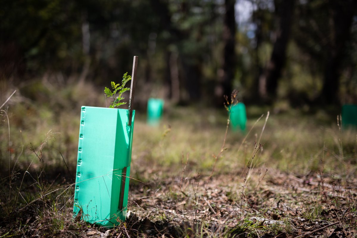 Want to do your bit for Koalas without leaving home? 
It all kicks off with a tree!

By planting a tree through the Australian Koala Foundation, you’re helping rebuild healthy bushland for our iconic Aussie wildlife. 

Plant a tree today: savethekoala.com/plant-a-tree/