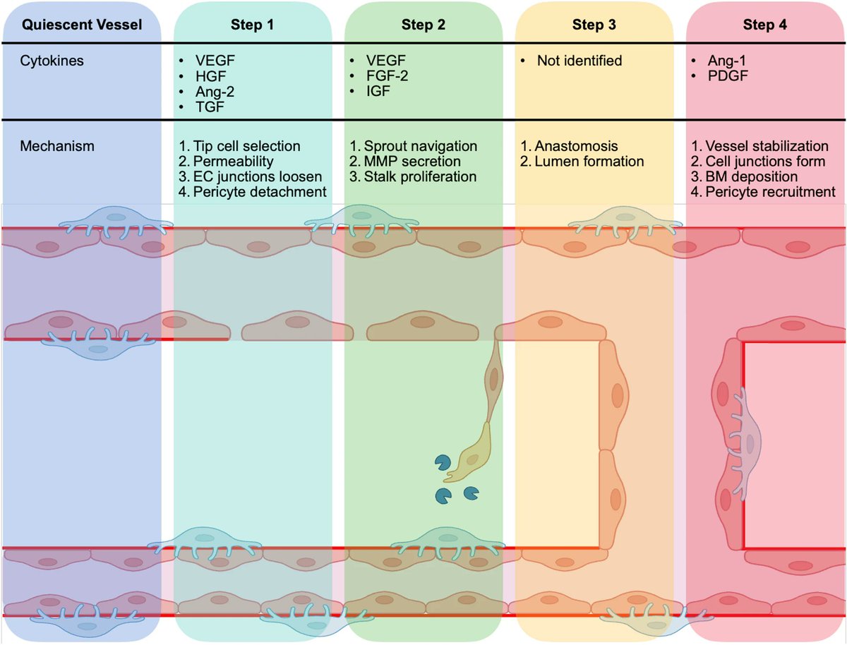 ABMEjournal's tweet image. Too many promising medical breakthroughs never reach patients because our pre-clinical models don’t always reliably predict how humans will respond.
Researchers penned a review exploring how human-cell in vitro models – specifically vascular and angiogenic systems – could help…