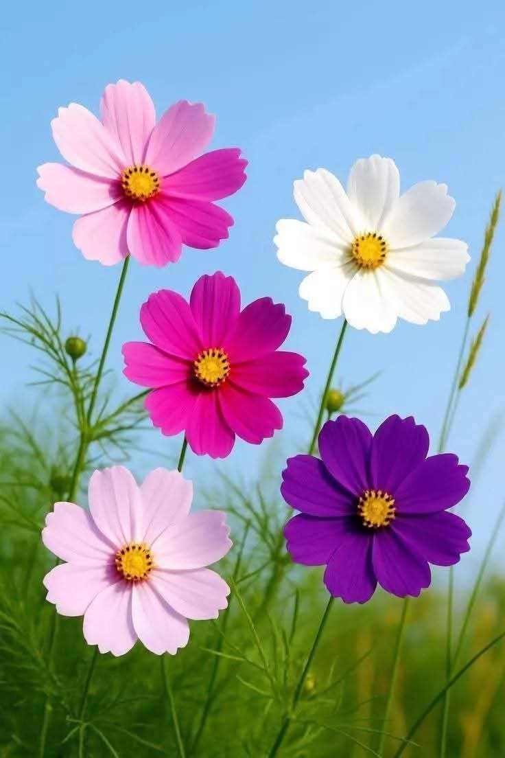 Kırılsın kafesler, bütün vazolar.
Çiçekler dalından koparılmasın..
#Çarşamba