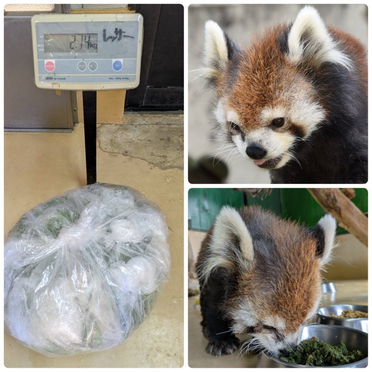 omoriyama_zoo's tweet image. 【レッサーパンダ・ケンシンおたすけ隊出動!】7月13日、高齢で竹の葉を上手に噛めなくなったケンシンのために葉をちぎるイベントに、20組24人も参加してくれました。みんなでちぎった笹の葉の総量は2.14㎏!ミキサーでペースト状にして与えると、残さずペロリと食べてくれましたよ。