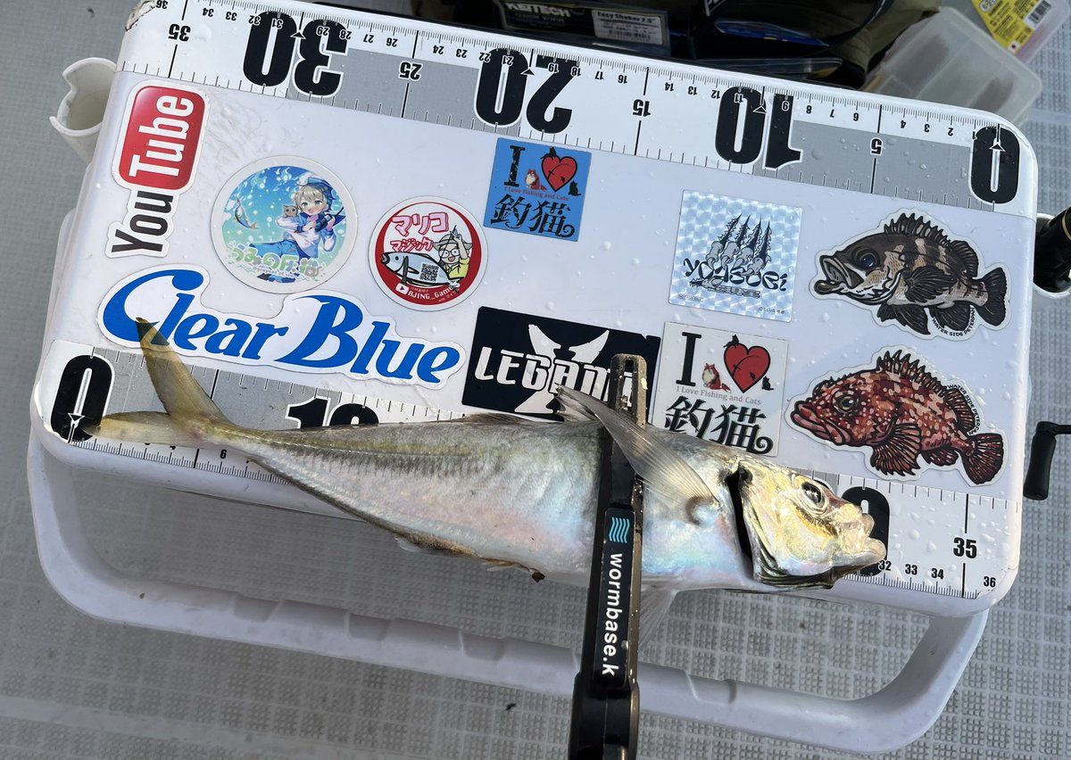 meba_aji's tweet photo. 暗いあいだはカマスの活性が高く、アジが食う前にカマスが食ってくる💦
カマスも35-40センチなんでなかなかのファイトだから面白いんですが。。
太陽がのぼりようやくイージーシェイカー3インチに尺が食って来ました😊
ロッドは毘沙
#アジング
#FROAD
#ゴーセン
#アンサールミナシャイン
#レガーメ https://t.co/0XdTYa5RXD