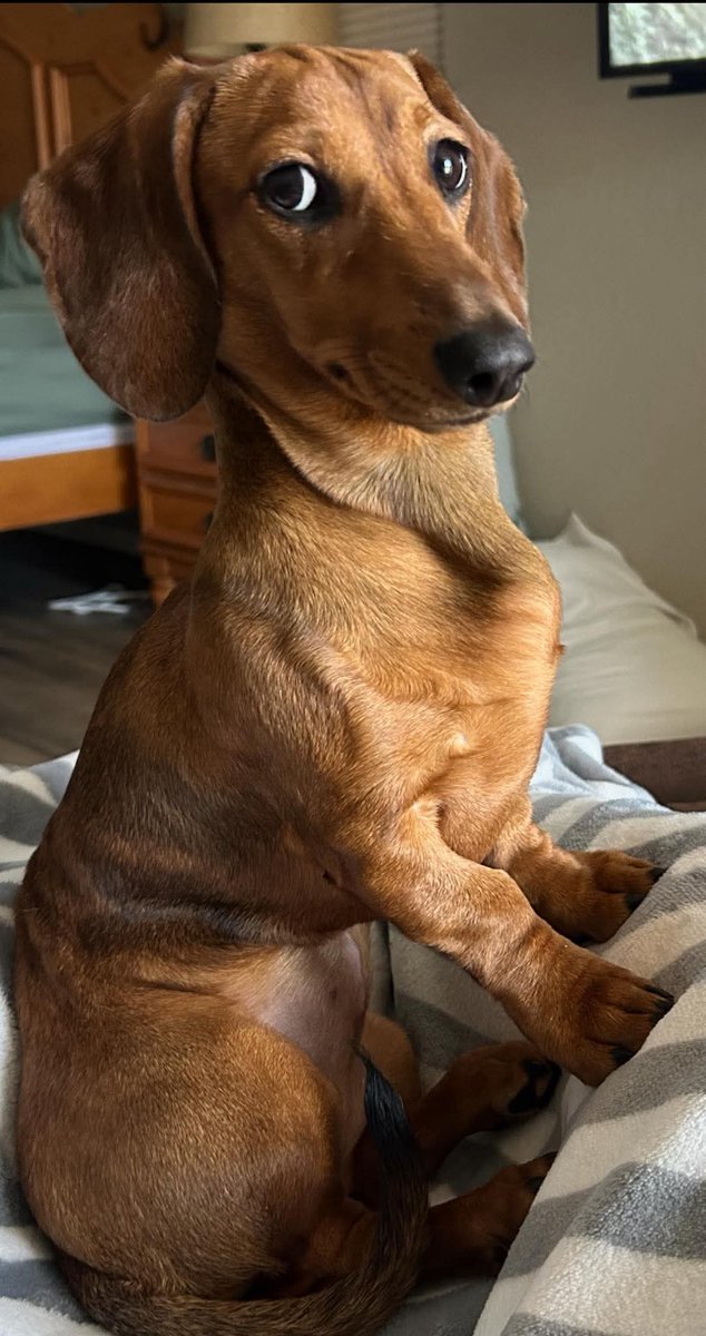 Dachshund (@daschundlovers2) on Twitter photo 