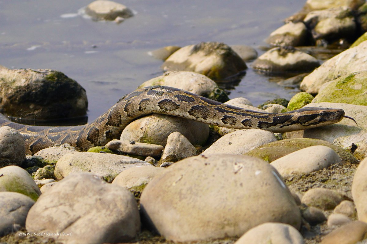 WWFNepal's tweet image. Snakes are crucial for ecological balance, pest control, and crop protection, but they're under threat. In Nepal, snakebites affect 40k people yearly, causing 3k deaths. On #WorldSnakeDay, let's raise awareness, reduce bites, and create a safer environment for all.
