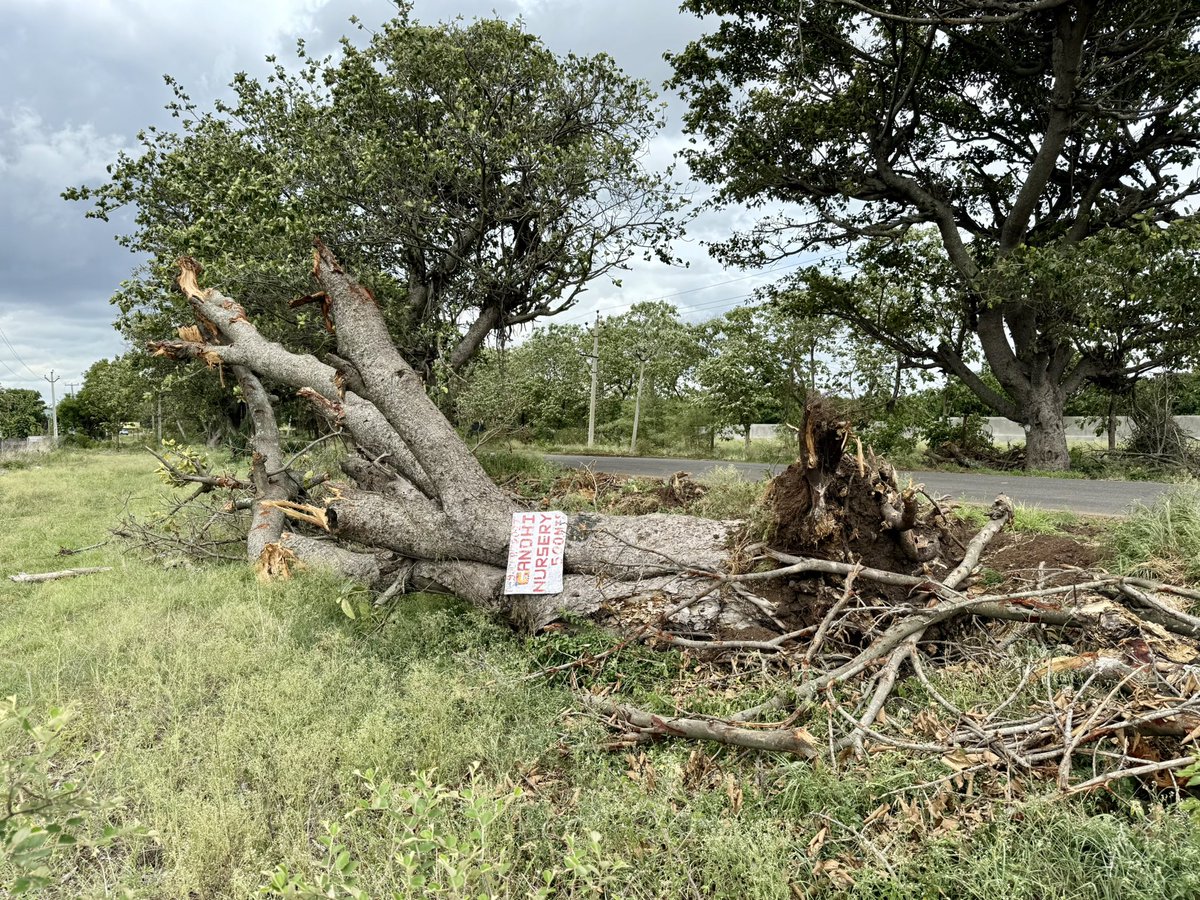 vata_foundation's tweet image. #savechevellabanyans tree number 2004 wont be left in situ nor translocated.. like 100’s of others that were burnt over the past 3 years.. adding to the long list of #FallingBanyansofChevella 

@HarithaHaram @addlcol_vkb @moefcc @pargaien 

#SaveFullyGrownTrees 
@uday32008293