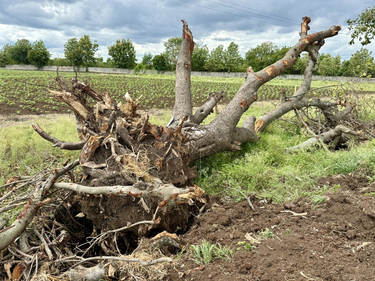 vata_foundation's tweet image. #savechevellabanyans tree number 2004 wont be left in situ nor translocated.. like 100’s of others that were burnt over the past 3 years.. adding to the long list of #FallingBanyansofChevella 

@HarithaHaram @addlcol_vkb @moefcc @pargaien 

#SaveFullyGrownTrees 
@uday32008293