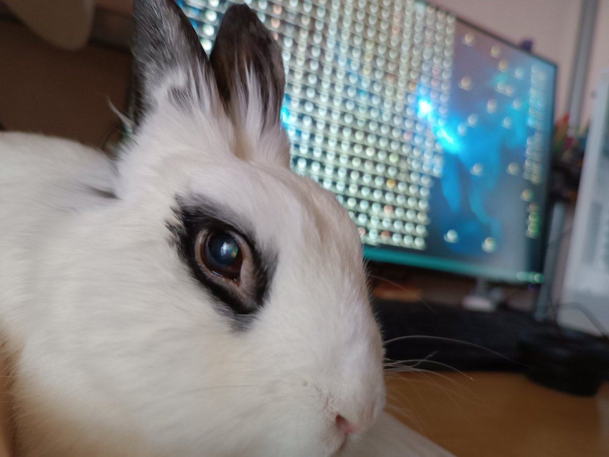 a1ienrat's tweet image. Everyone pls send telepathic messages to dojo that he needs to poop or he will die. If he poops I'll tidy up my desktop