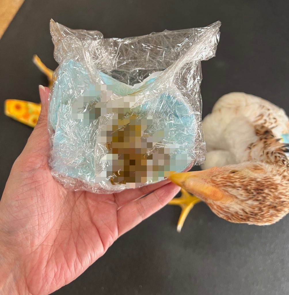 <閲覧注意⚠️💩＞

この量を、数時間で部屋のどこかに落とされて居たかと思うとゾッとする😱
しかも盲腸ベン❗️
今とデザインは違えど10年前に発案して商品化してた自分が凄すぎる🪽自画自賛👏

#トリトレット
#鳥おむつ
#室内飼育
#ペット鶏