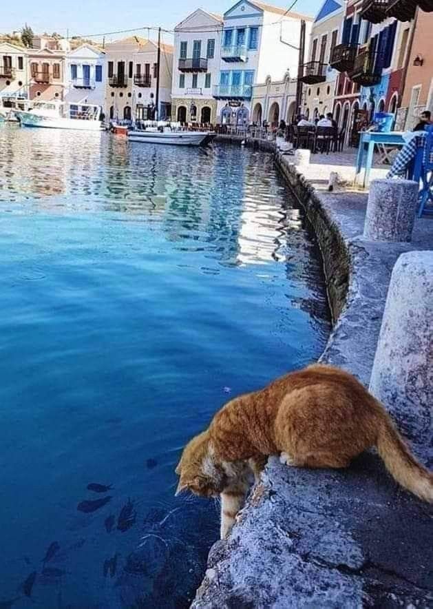 #BuongiornoATutti ☕ 🍀
#Buonmercoledi 🌹 ❤️ 🥰