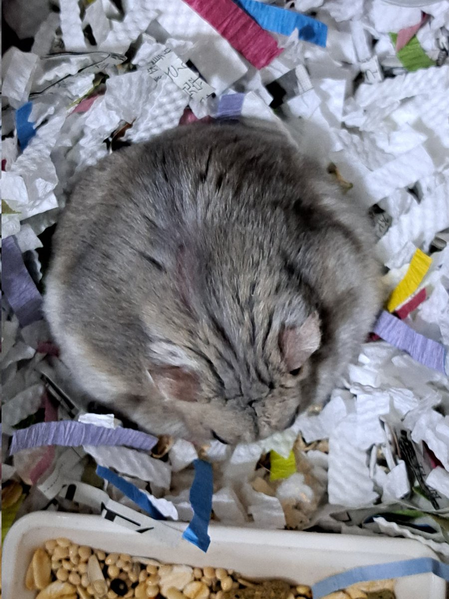 0426_mie's tweet image. 76g…綺麗な丸でち️⭕️🐹(小梅ちゃん)