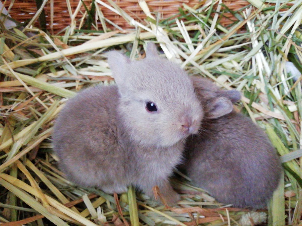 312mokomoko's tweet image. 生後13日目の5つ子ちゃん🐰
大きい組さんの2羽は
おめめが開いて、元気いっぱいに
動きまわるようになりました💕
もう少ししたら、この子たちも
ごはんを食べるようになるんだね~
よし、がんばらなくては…😅
焼き菓子の売り上げが
小さい命を守る活動資金になります🐰…